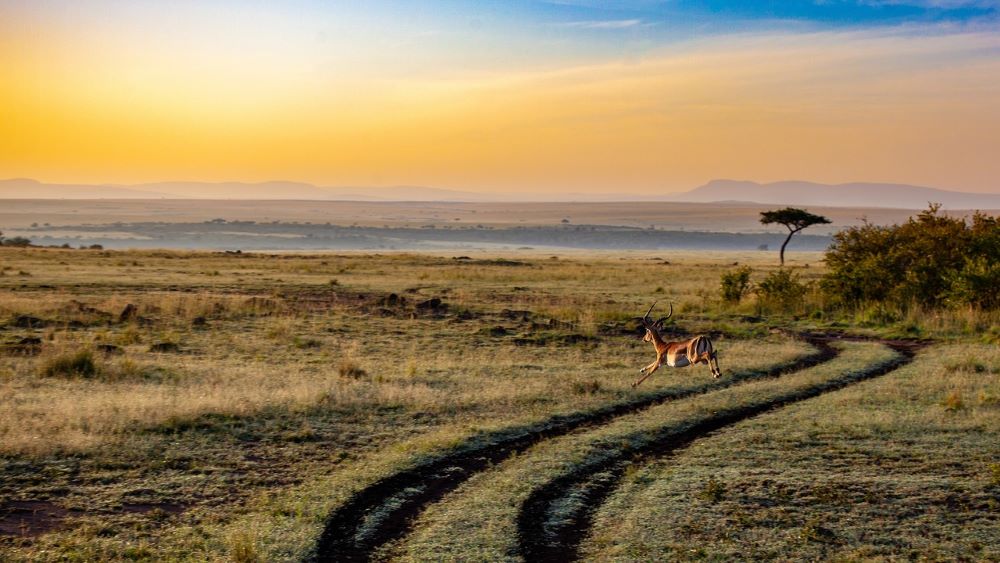 Cape Town Safari Package